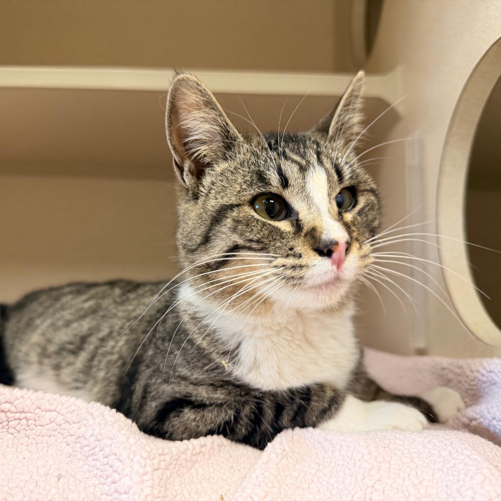 Enlarge Lady Meowjesty, a Adoptable Domestic Short Hair in Pagosa Springs, CO image 3/3