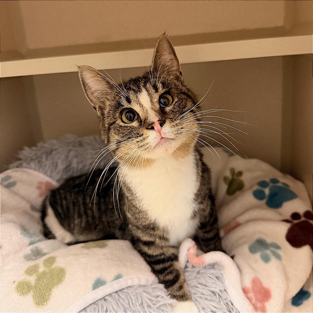 Lady Meowjesty, a Adoptable Domestic Short Hair in Pagosa Springs, CO image 4/4
