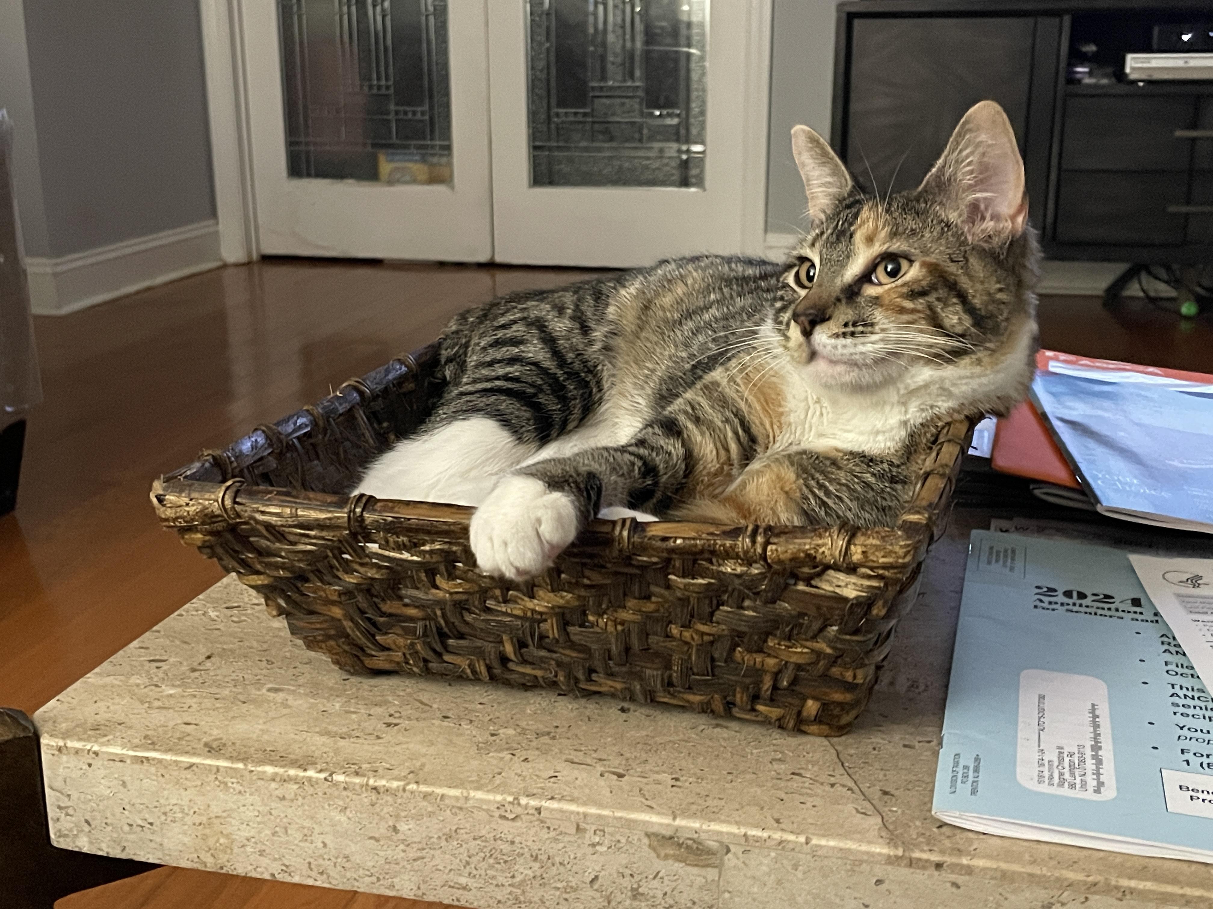 Ruby, Adoptable, Young Female Domestic Short Hair.