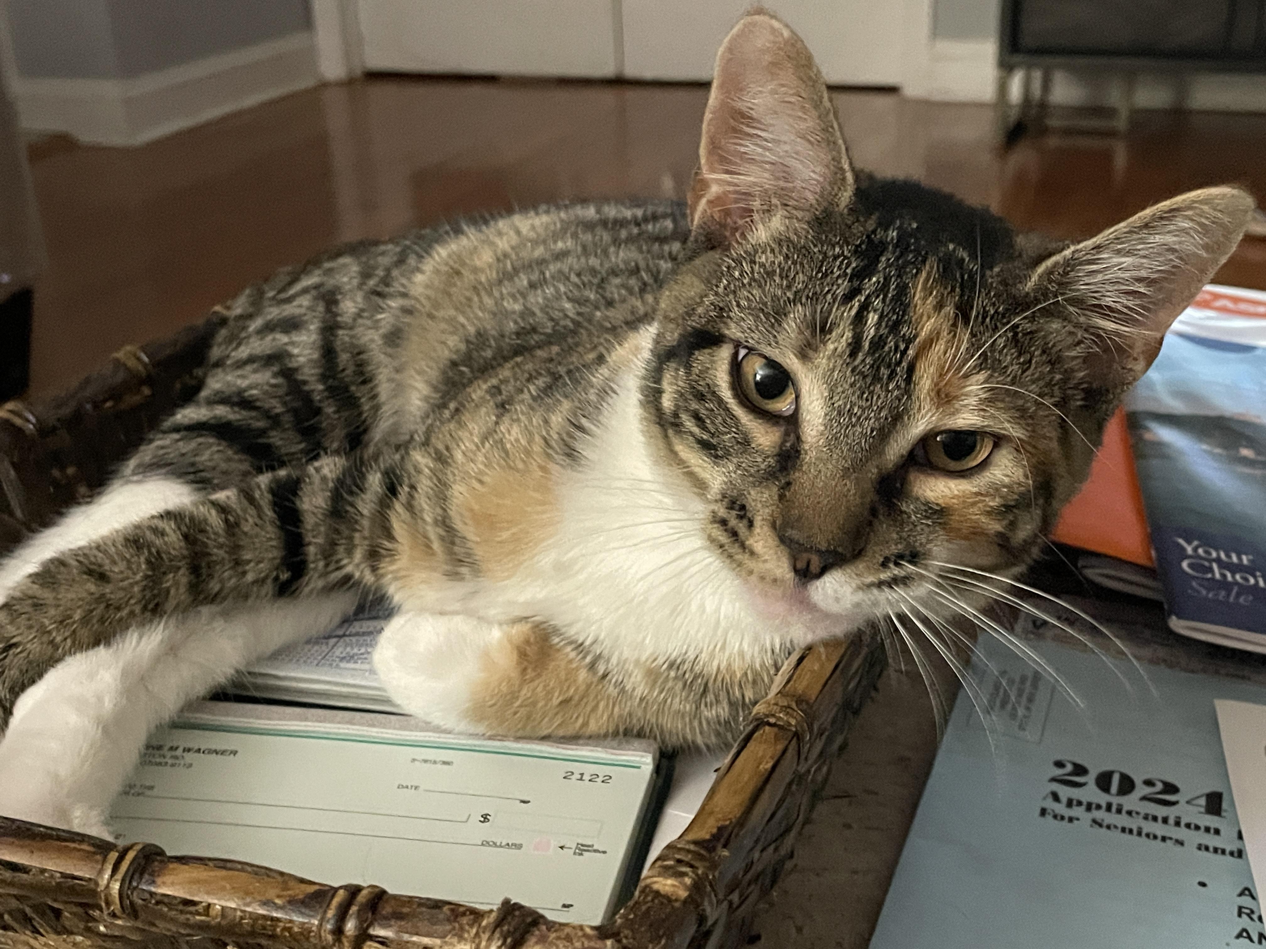 Ruby, Adoptable, Young Female Domestic Short Hair.