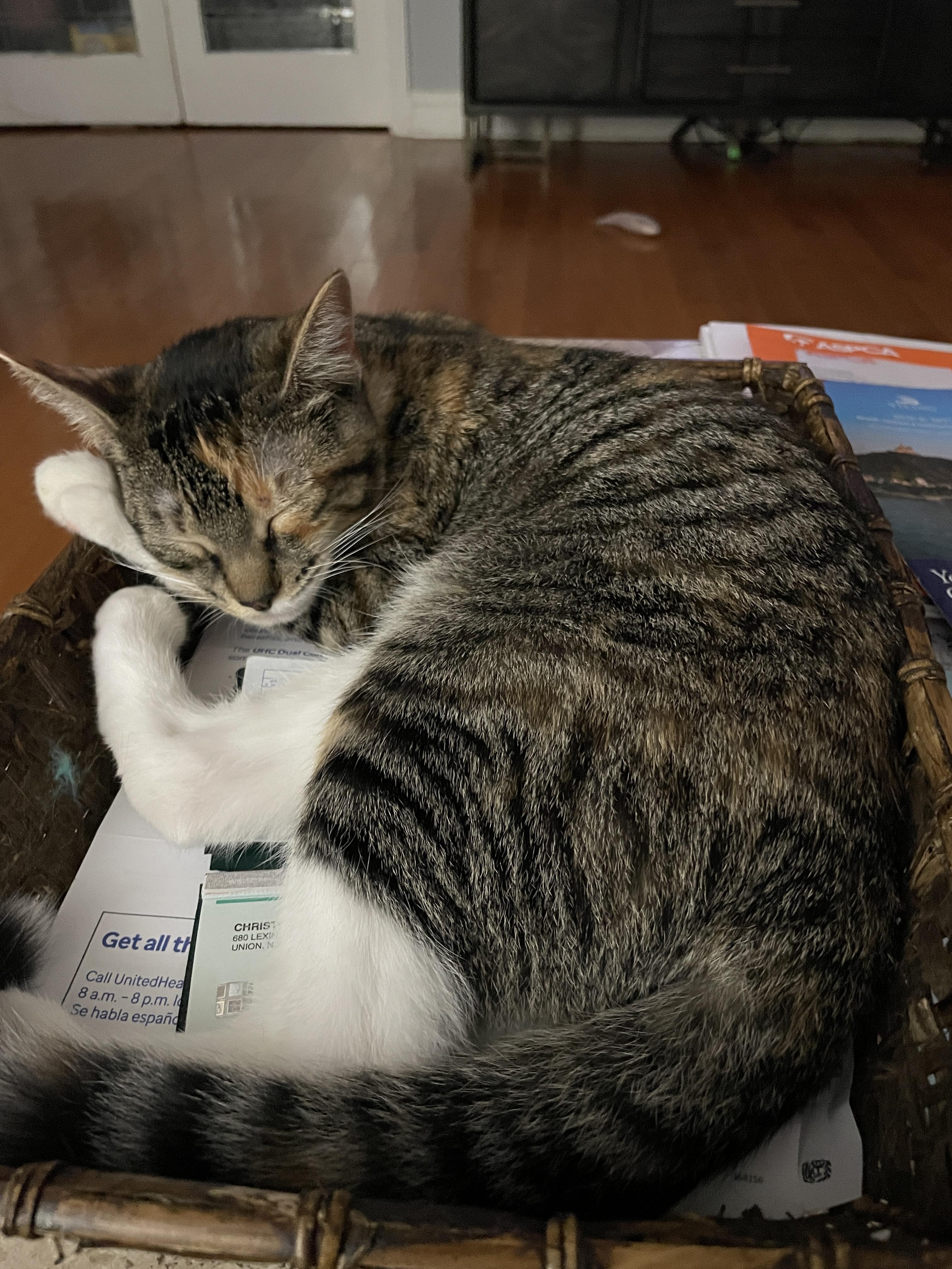 Ruby, Adoptable, Young Female Domestic Short Hair.