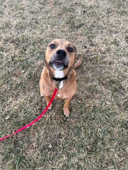 Lucky, Adoptable, Adult Male Shepherd & Mixed Breed.