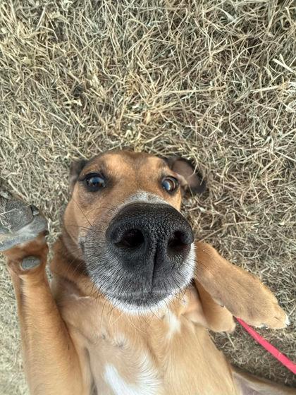 Enlarge Lucky, a Adoptable mixed breed in Scottsbluff, NE image 2/3