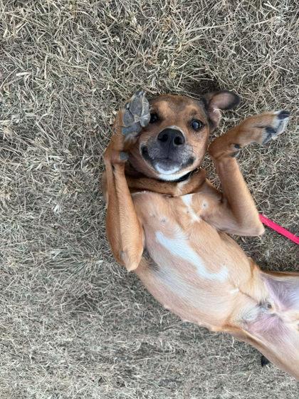 Enlarge Lucky, a Adoptable mixed breed in Scottsbluff, NE image 3/3
