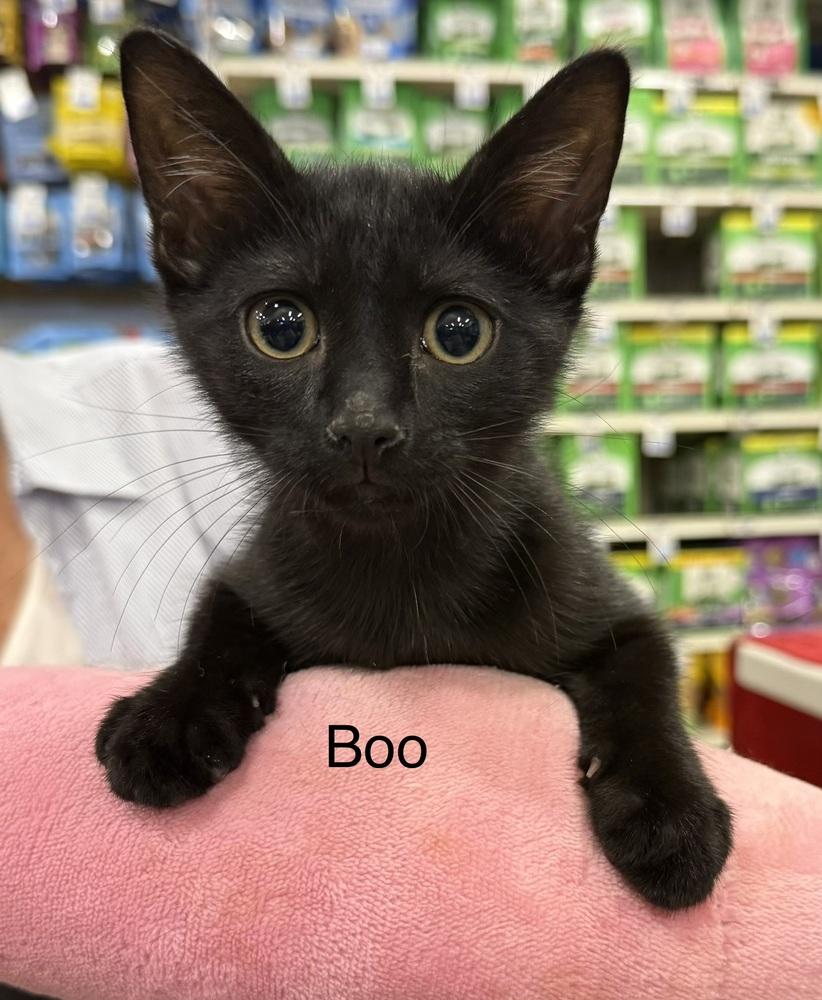 Boo, Adoptable, Kitten Female Domestic Short Hair.
