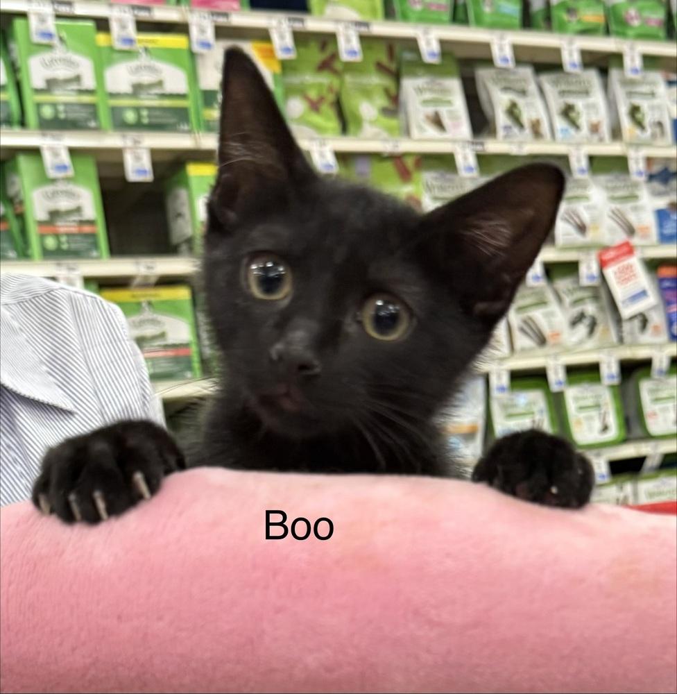 Enlarge Boo, a Adoptable Domestic Short Hair in Safety Harbor, FL image 2/2