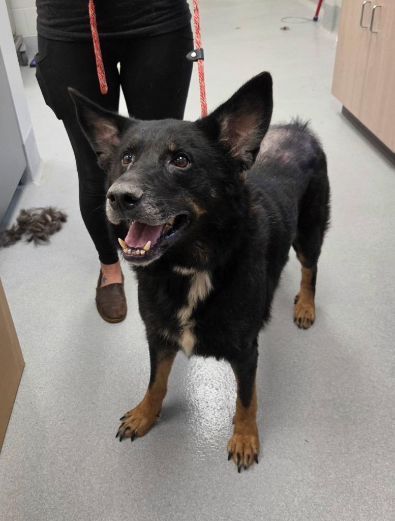 Rufus, Adoptable, Senior Male German Shepherd Dog & Mixed Breed.