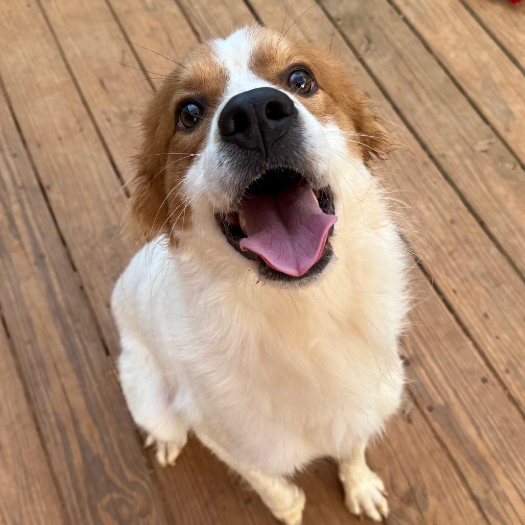 Enlarge Theo, a ADOPTABLE mixed breed in Daphne, AL image 2/3