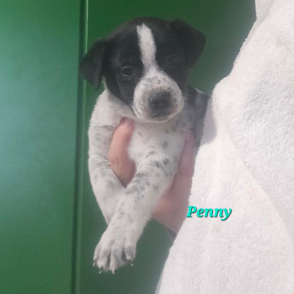 Penny, a Adoptable Hound in mount vernon, AR image 1/2