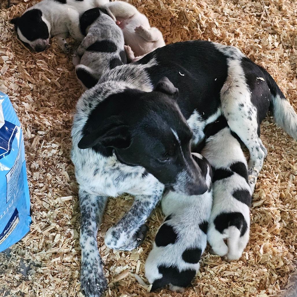 Penny, a Adoptable Hound in mount vernon, AR image 2/2