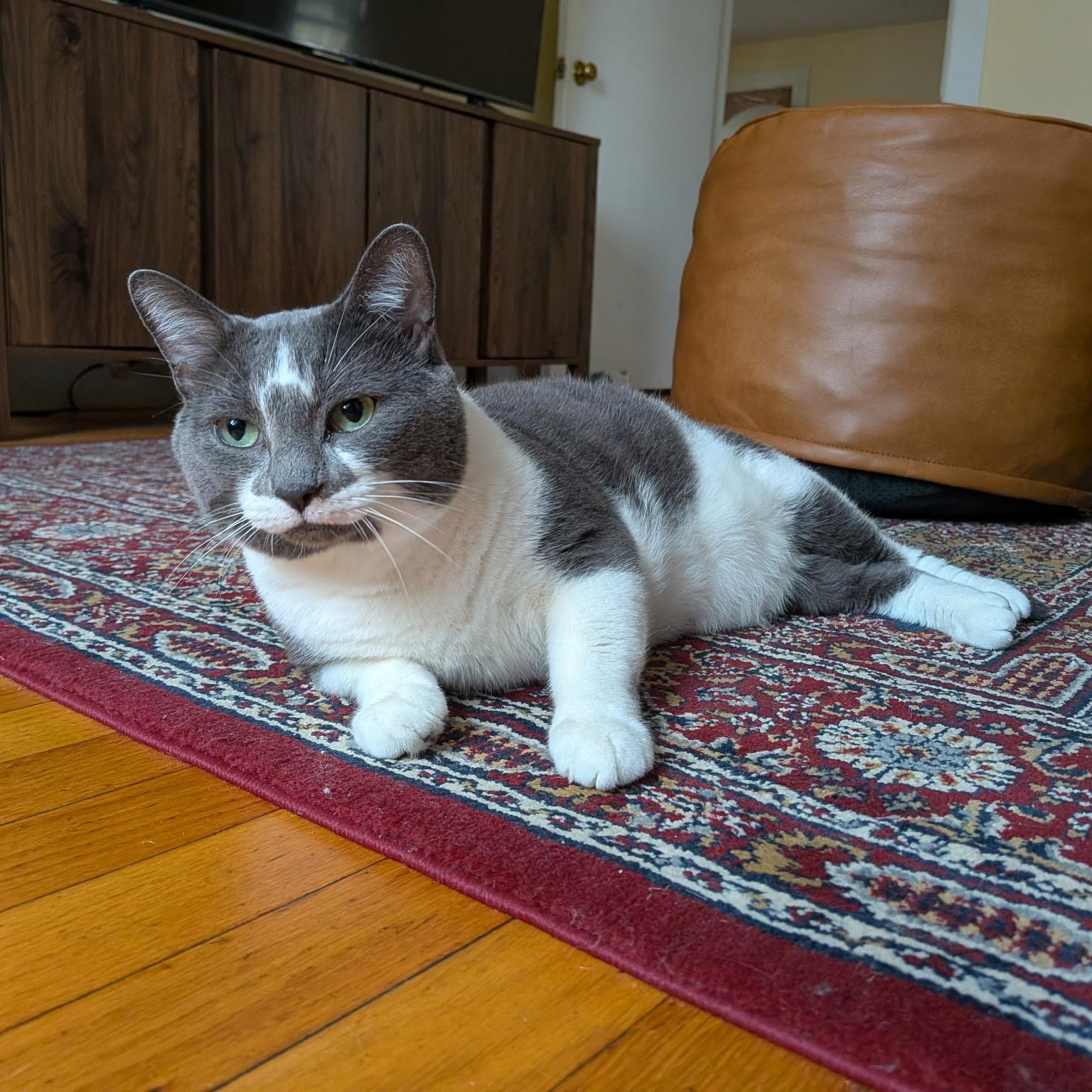 Guilford, Adoptable, Adult Male Domestic Short Hair.