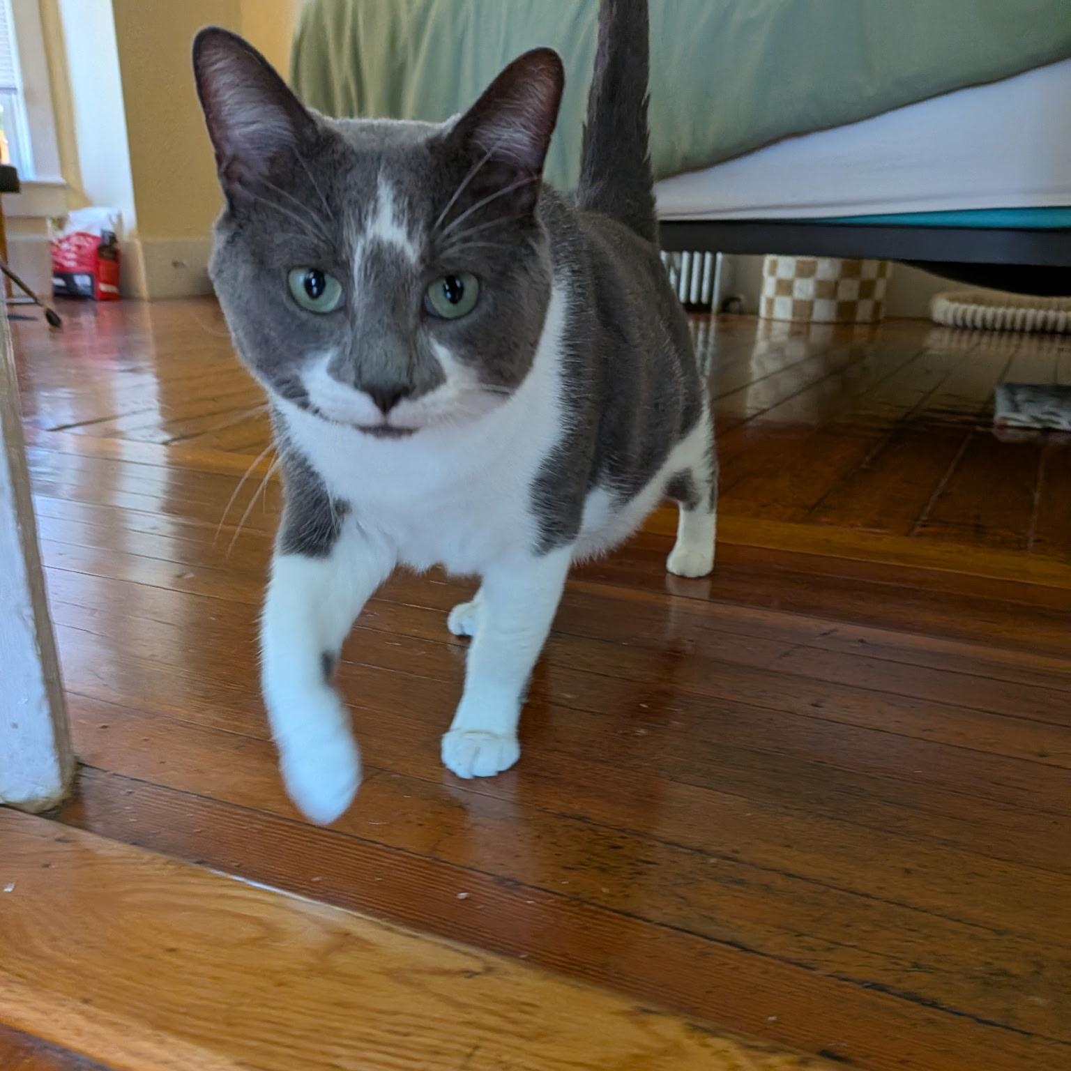 Enlarge Guilford, a Adoptable mixed breed in Northampton, MA image 2/6