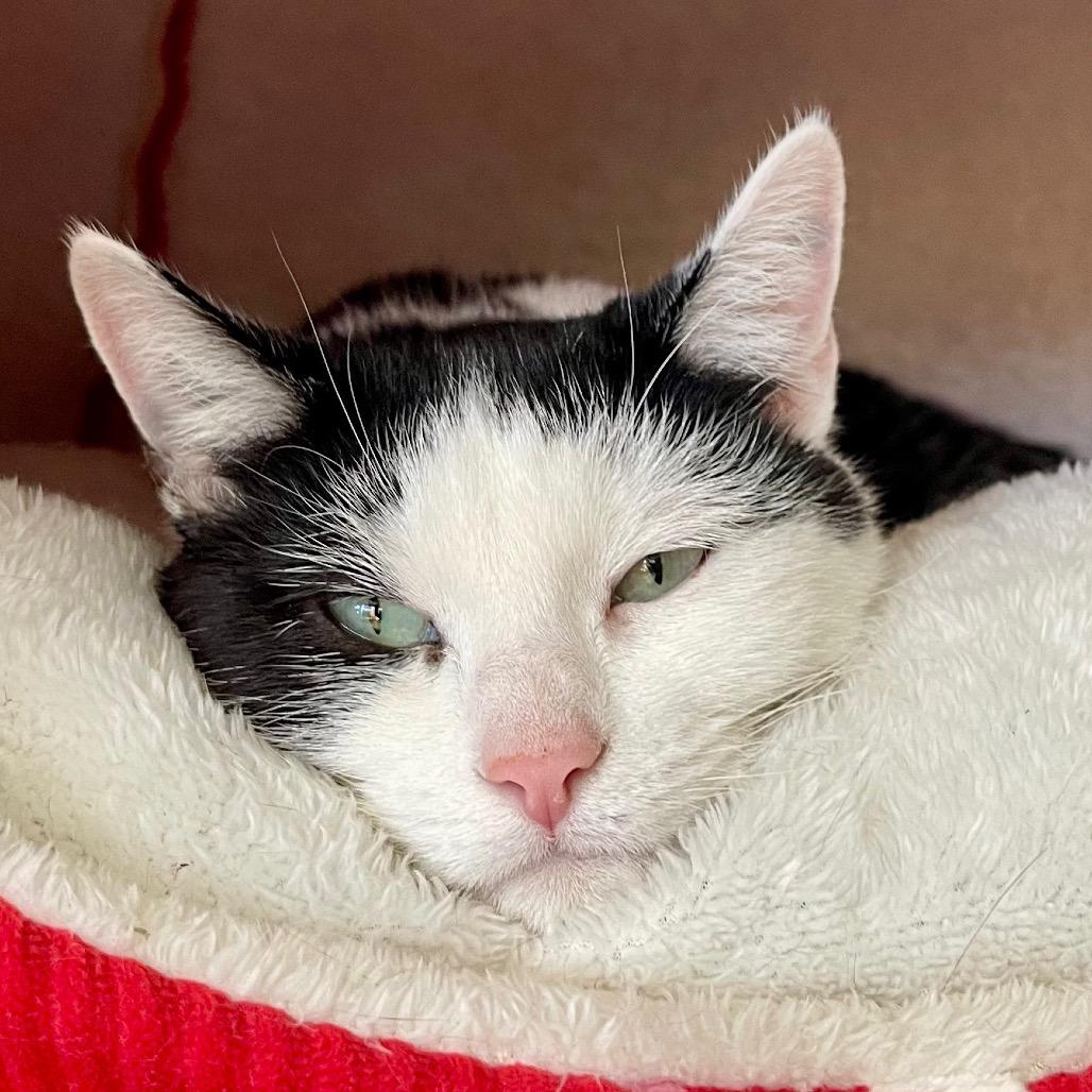 Sienna, Adoptable, Adult Female Domestic Short Hair.