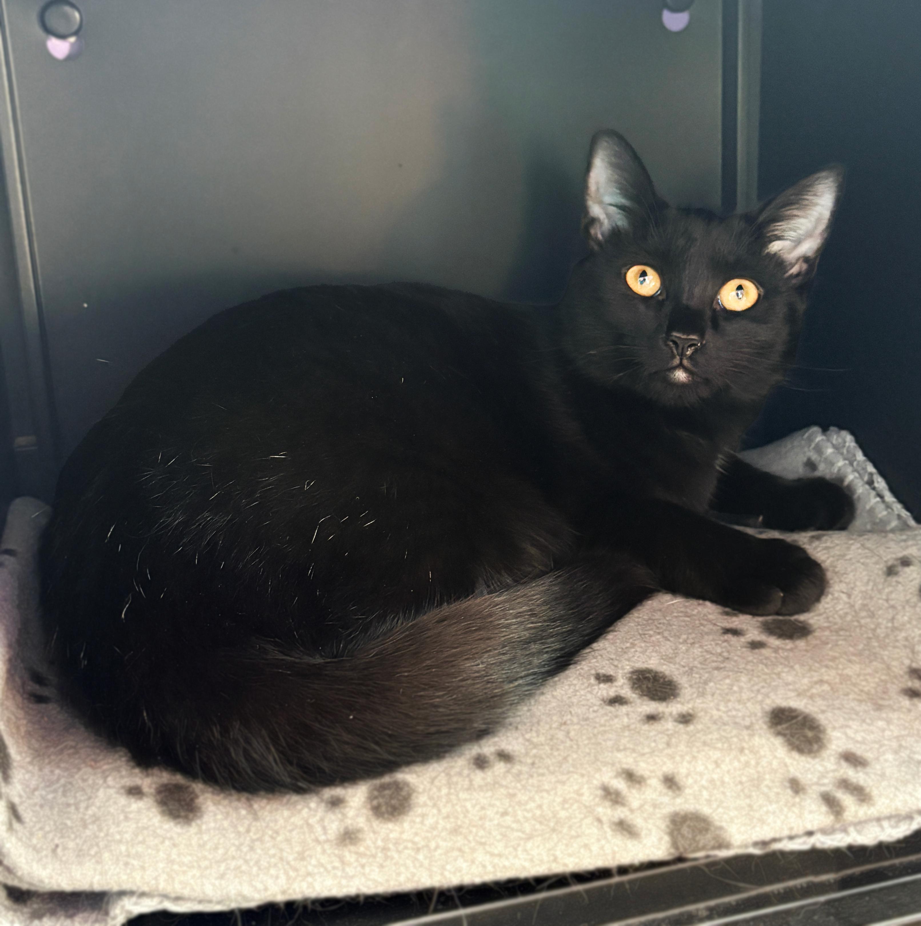 Enlarge Aster, a Adoptable Domestic Short Hair in Asheville, NC image 1/1