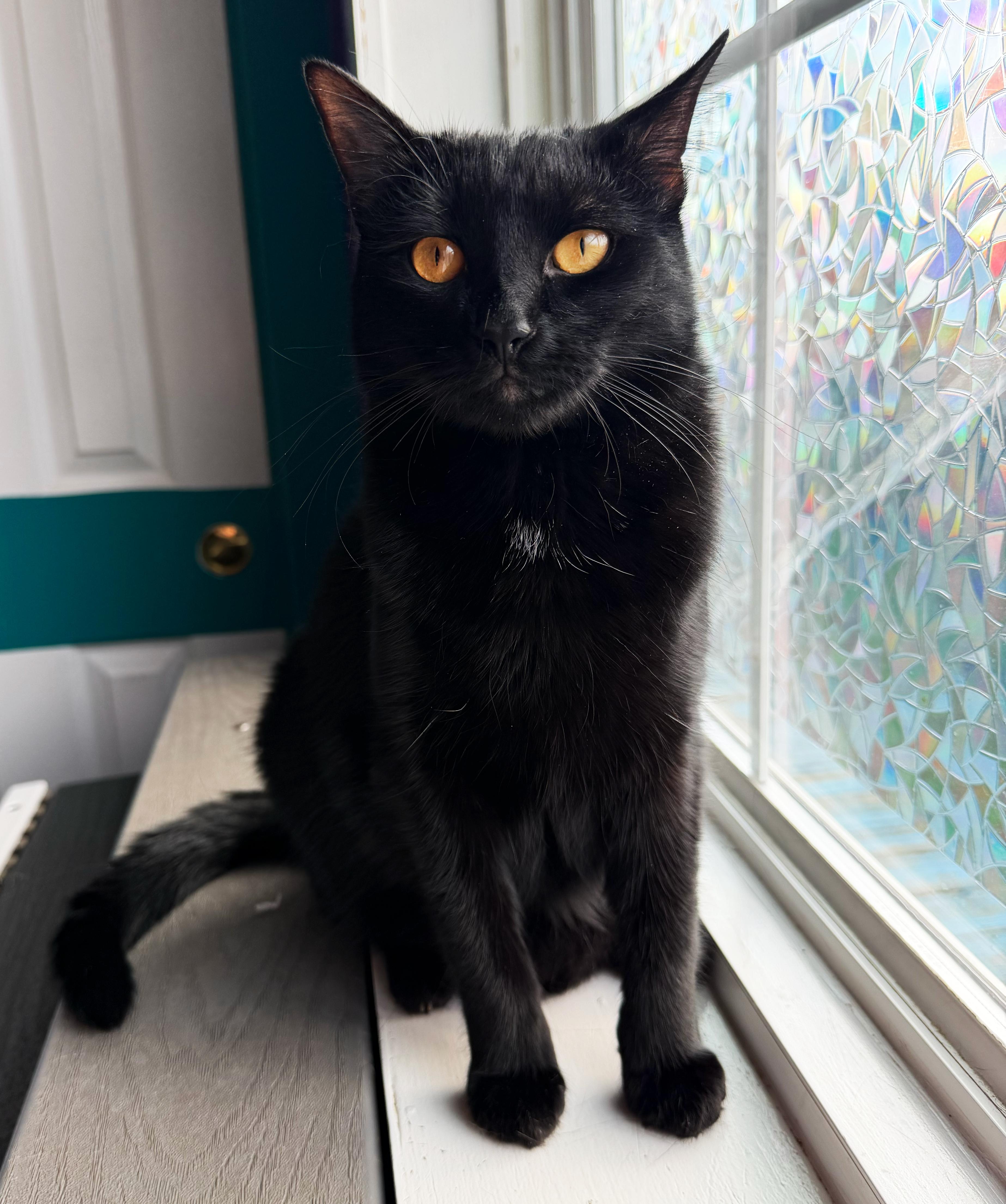 Enlarge Aster, an adoptable Domestic Short Hair in Asheville, NC image 1/2
