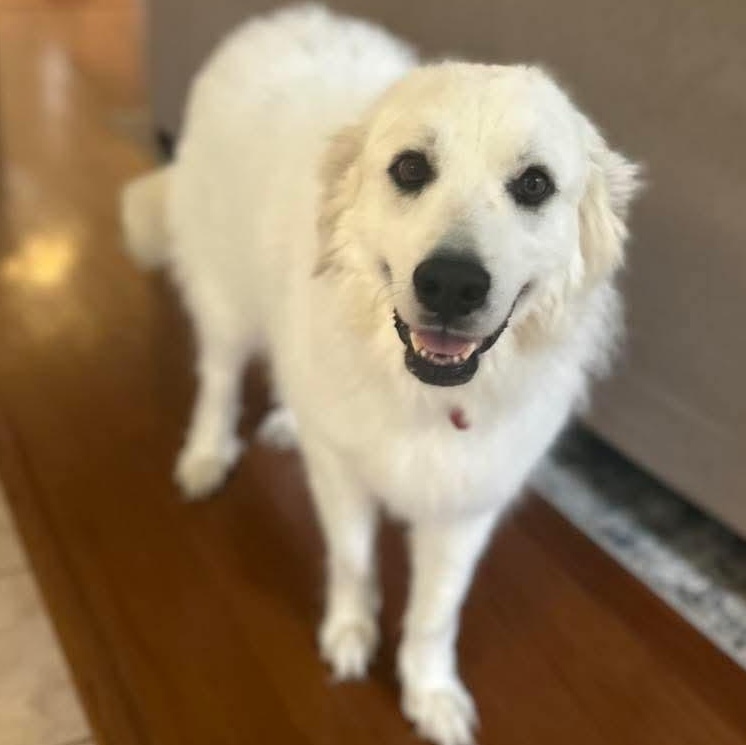 SUNSHINE, Adult Female Great Pyrenees