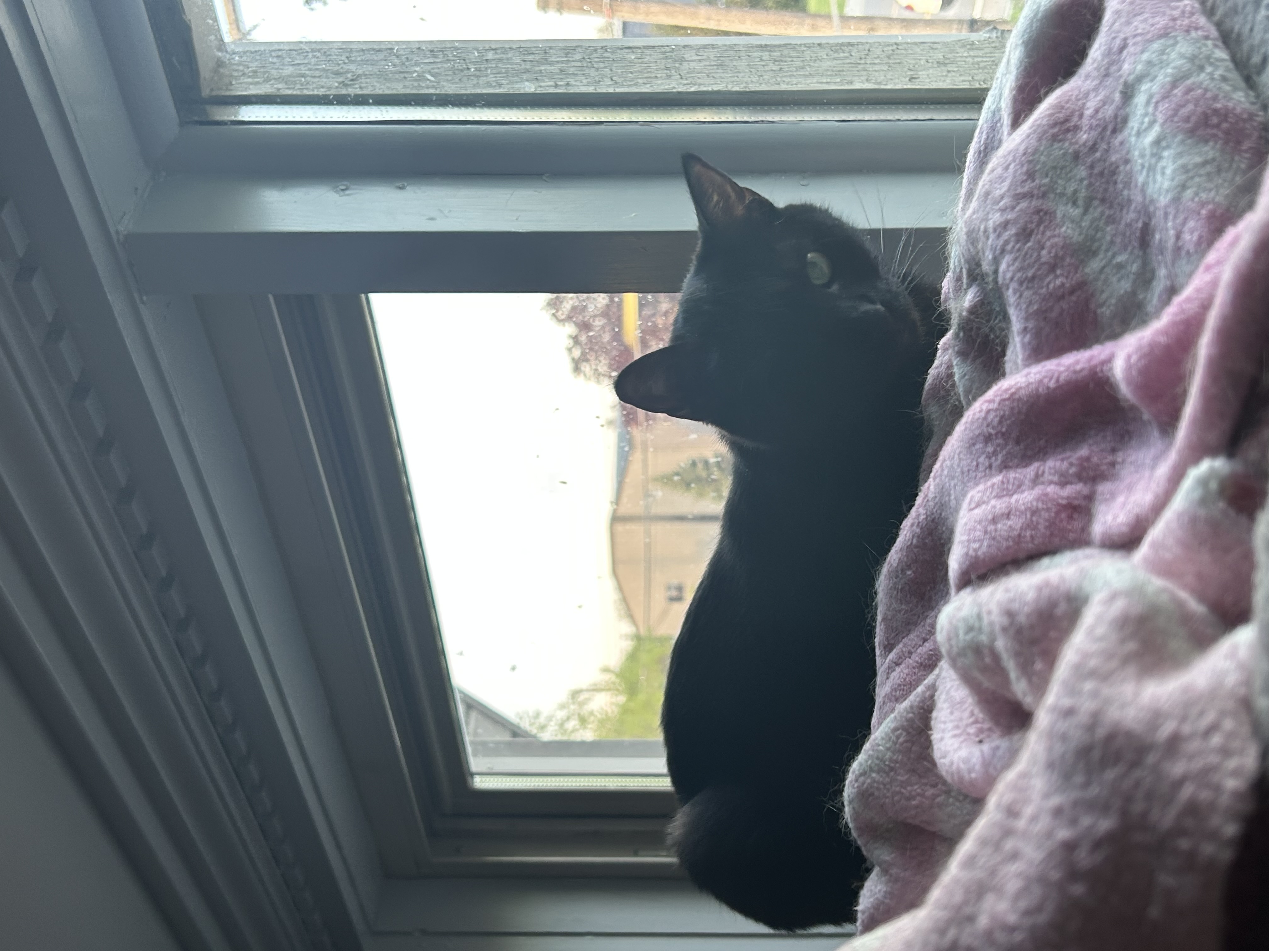 Enlarge Winky, a Adoptable Domestic Short Hair in Holly, MI image 4/4