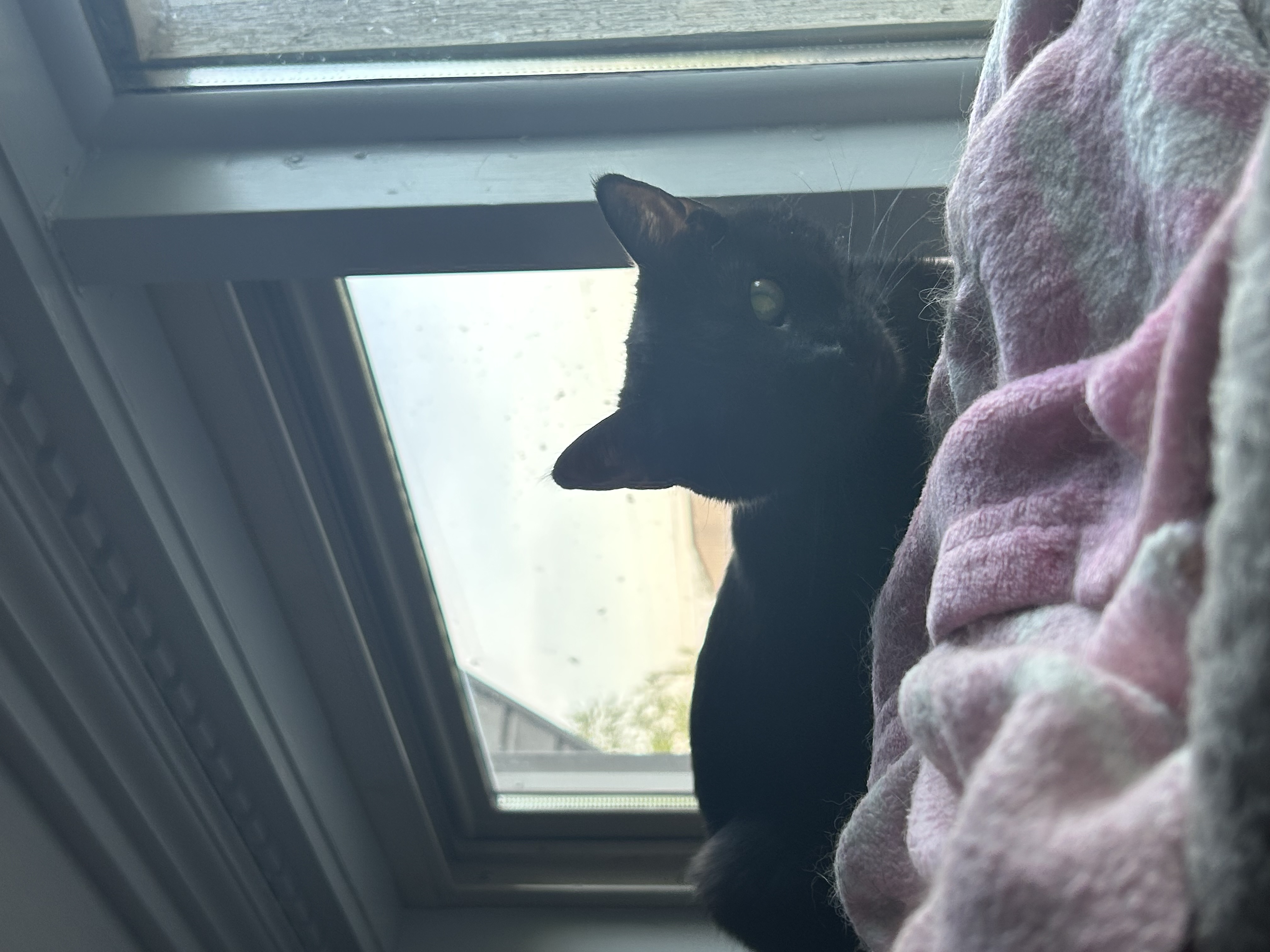 Enlarge Winky, a Adoptable Domestic Short Hair in Holly, MI image 2/4