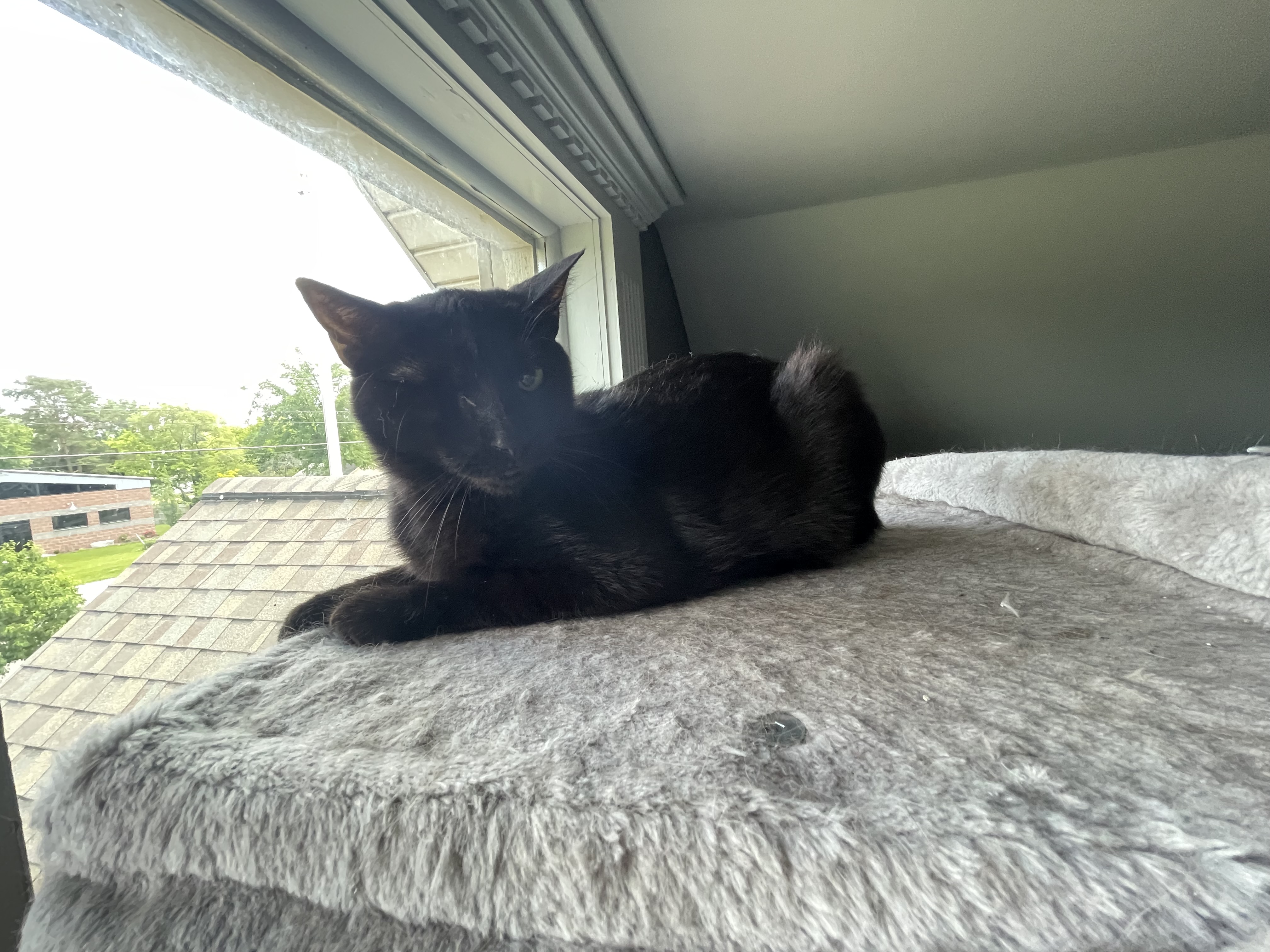 Enlarge Winky, a Adoptable Domestic Short Hair in Holly, MI image 3/4