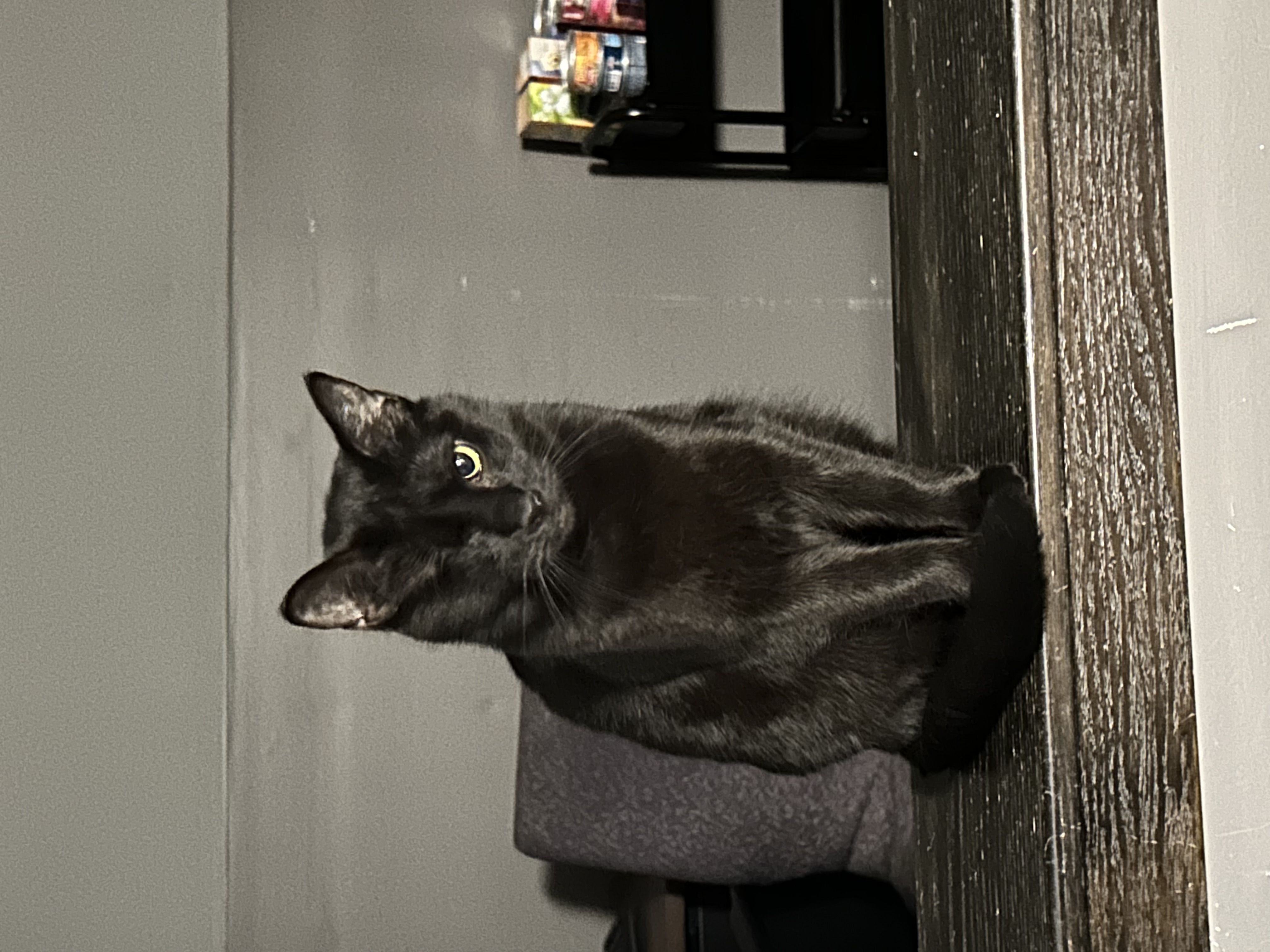 Enlarge Winky, a Adoptable Domestic Short Hair in Holly, MI image 1/4