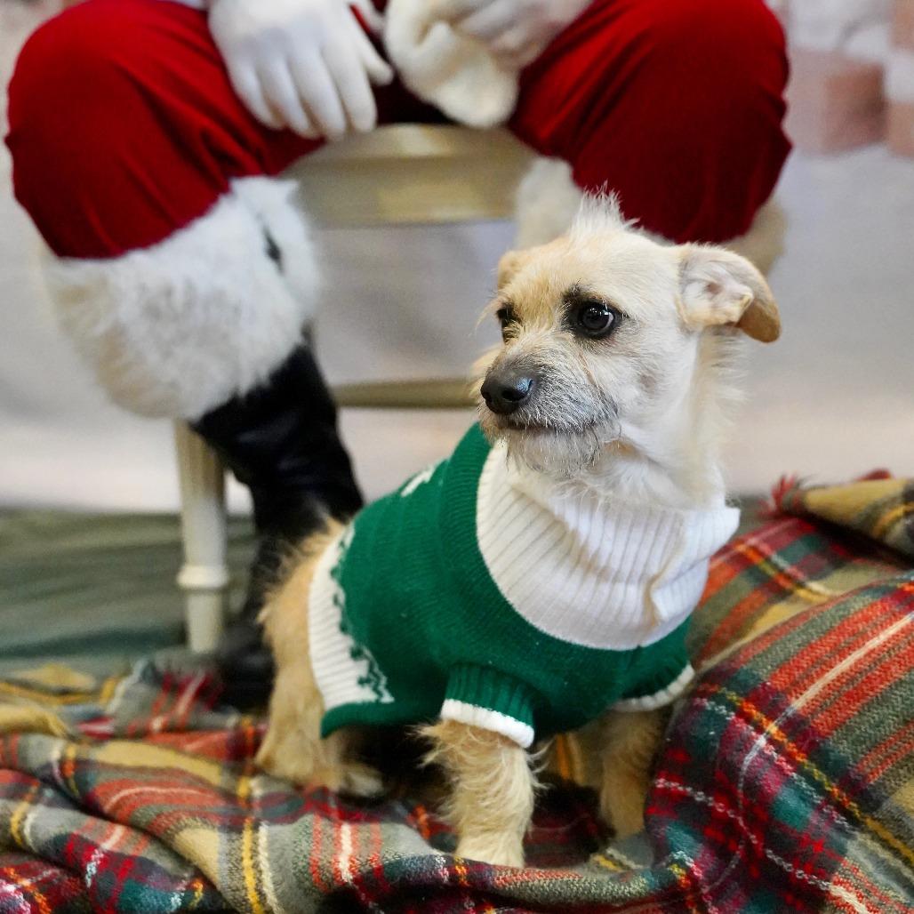 Harvey, Adoptable, Adult Male Cairn Terrier.