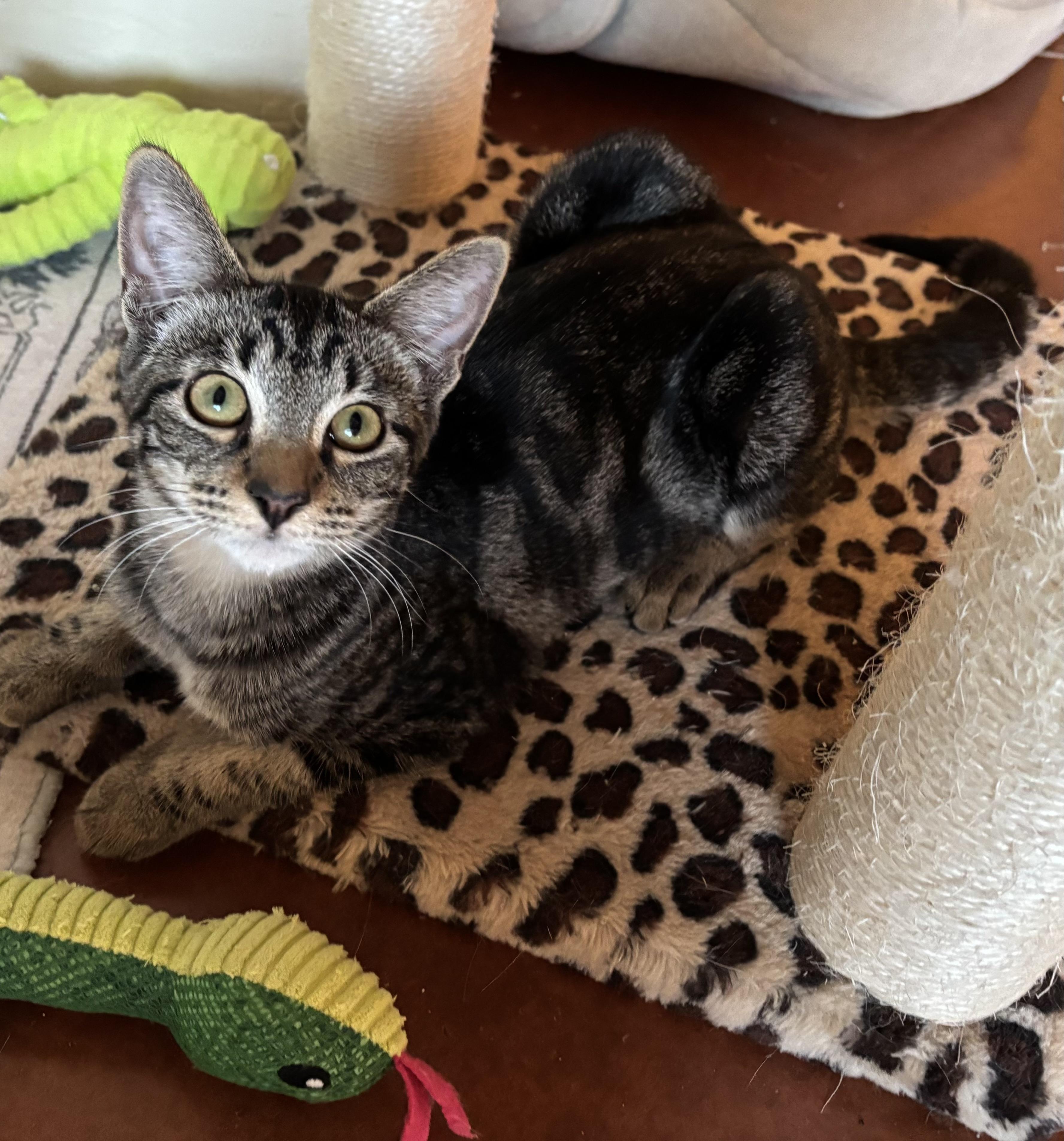 Enlarge Fiji and Tahiti (sisters), a Adoptable Domestic Short Hair in Sierra Vista, AZ image 5/5