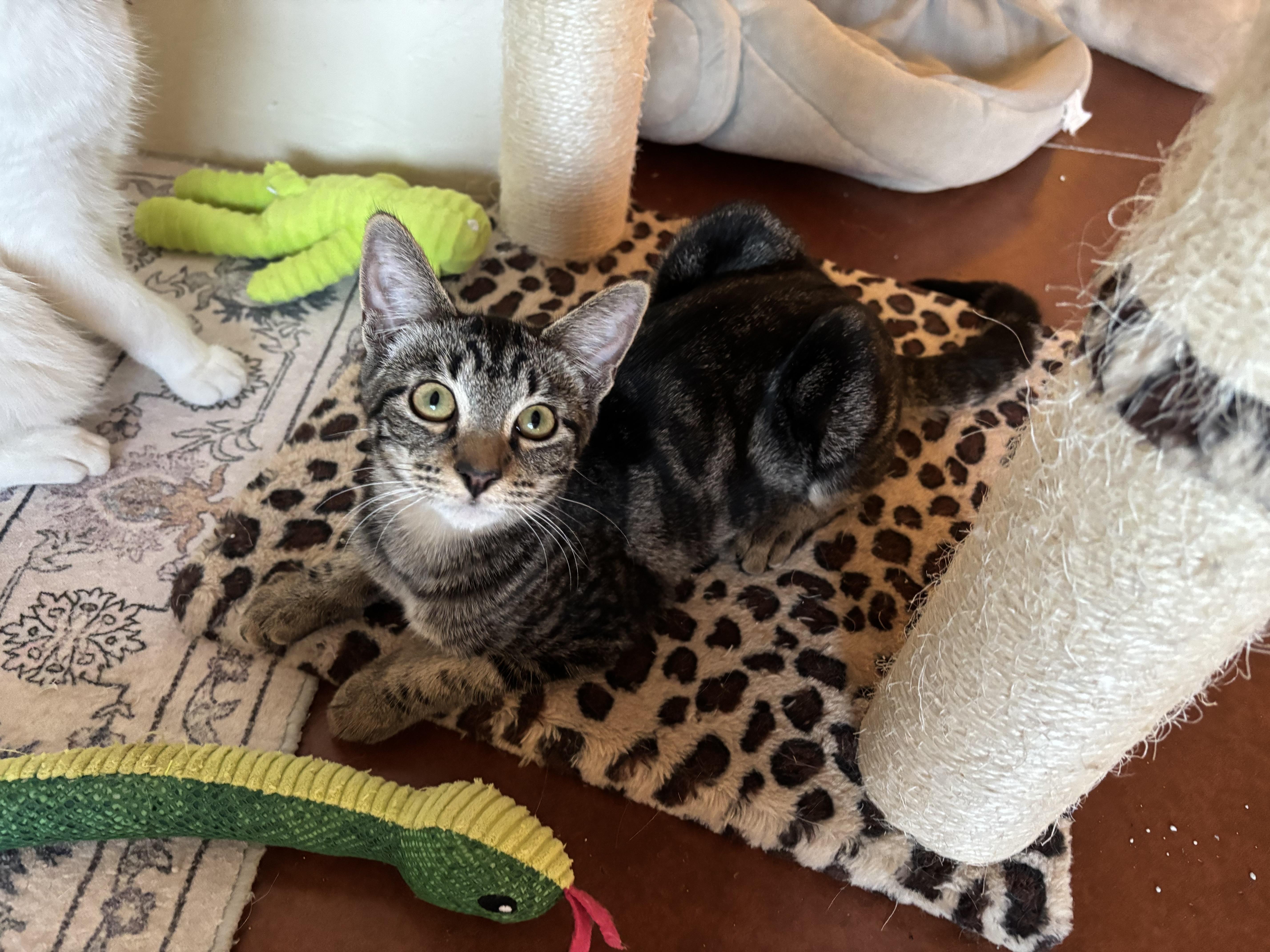 Enlarge Fiji and Tahiti, a ADOPTABLE Domestic Short Hair in Sierra Vista, AZ image 5/5