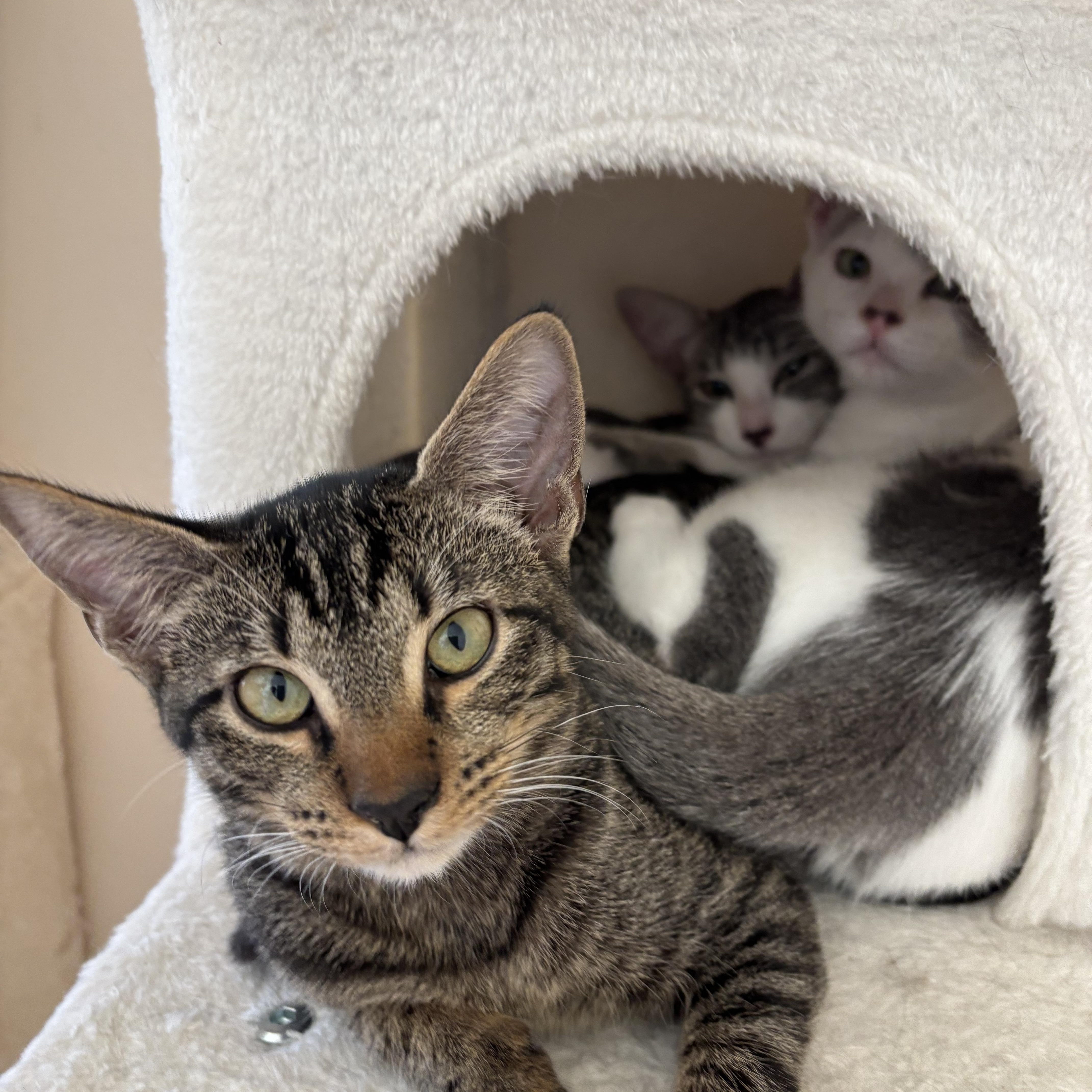 Enlarge Fiji and Tahiti, a ADOPTABLE Domestic Short Hair in Sierra Vista, AZ image 4/5