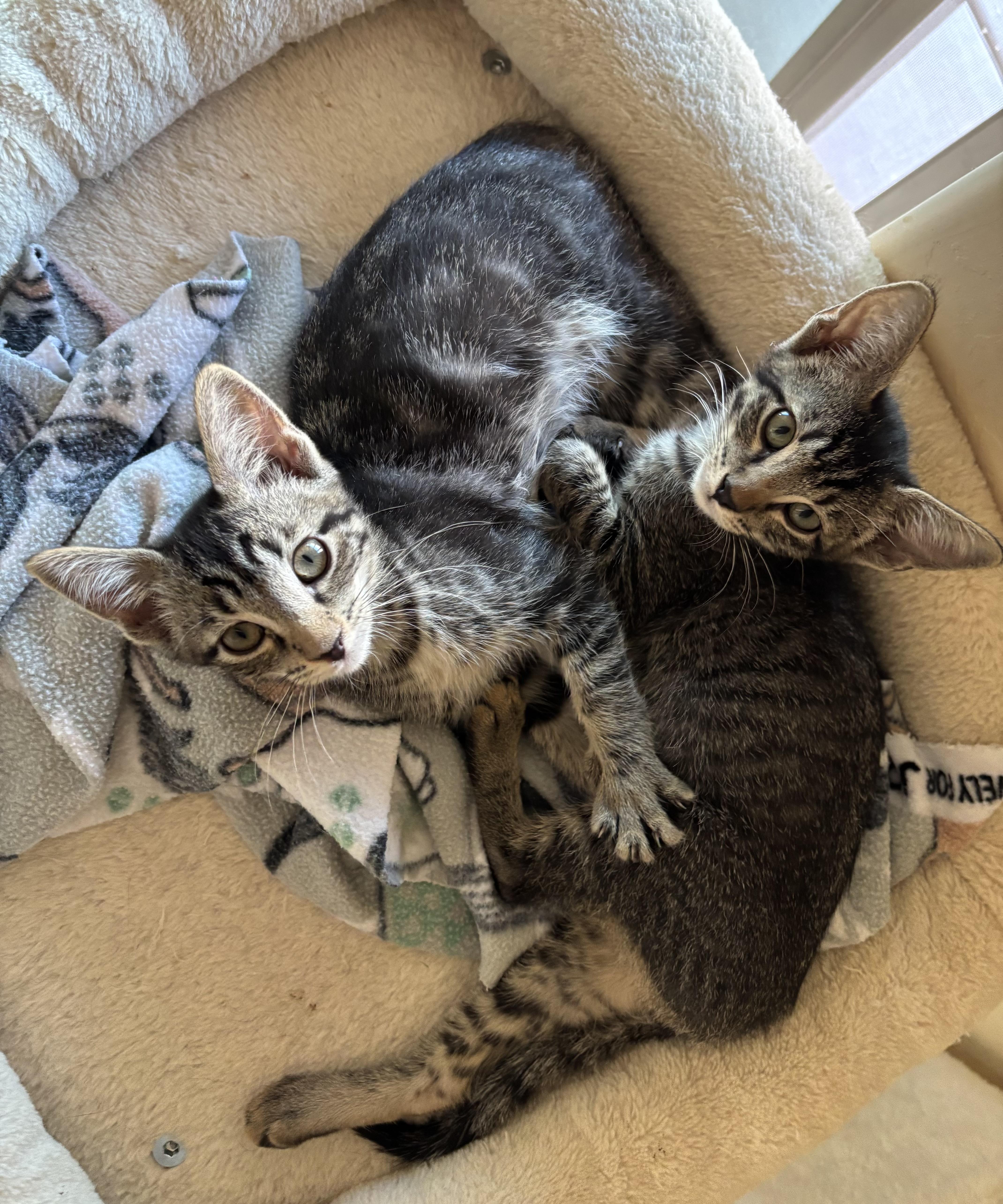 Fiji and Tahiti, ADOPTABLE, Young Female Domestic Short Hair.