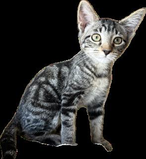 Fiji and Tahiti, a ADOPTABLE Domestic Short Hair in Sierra Vista, AZ image 2/3
