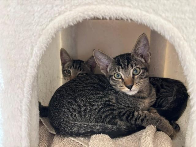 Fiji and Tahiti, a ADOPTABLE Domestic Short Hair in Sierra Vista, AZ image 3/3