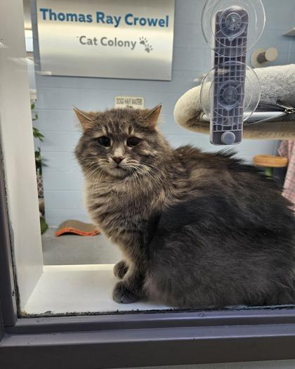 Manny, Adoptable, Adult Male Domestic Long Hair & Domestic Short Hair.