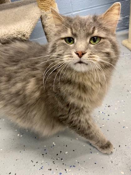 Manny, a Adoptable mixed breed in Munster, IN image 2/2