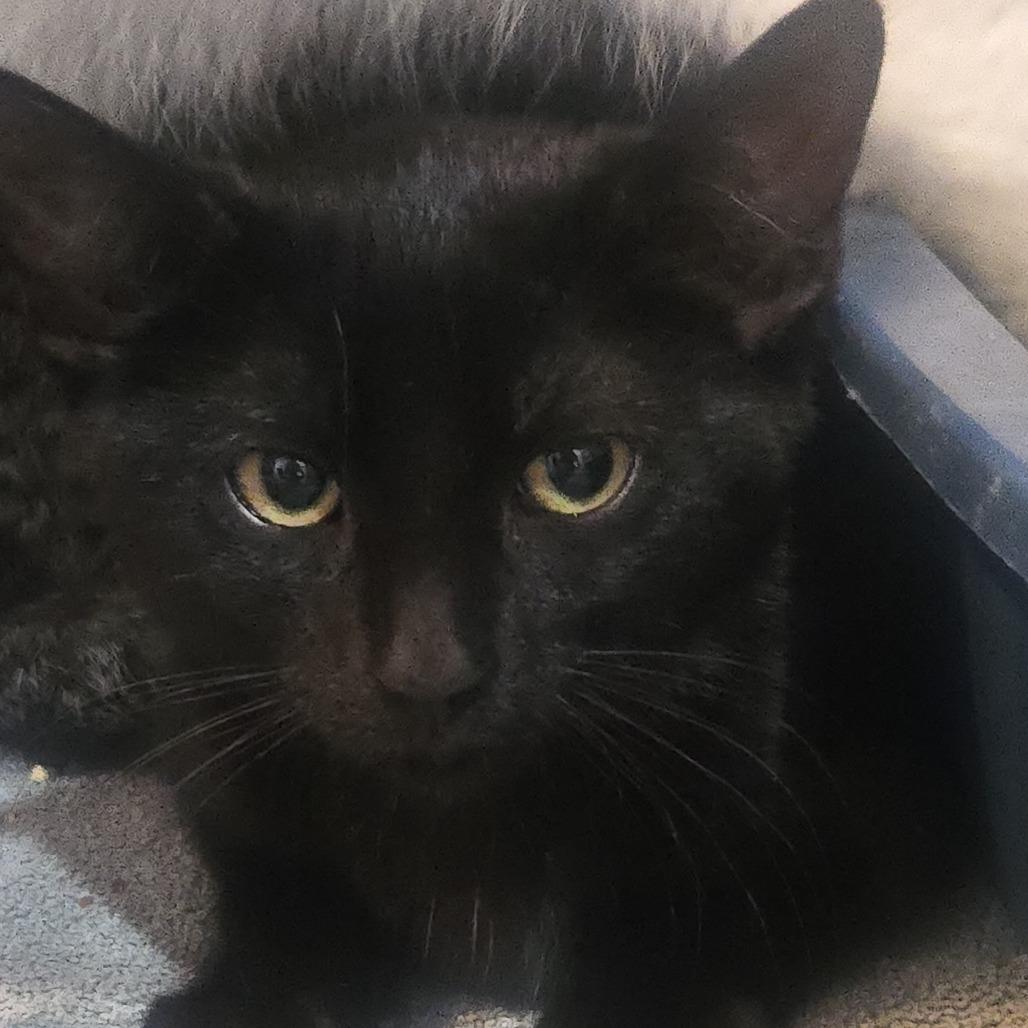 Chip, Adoptable, Kitten Male Domestic Short Hair.