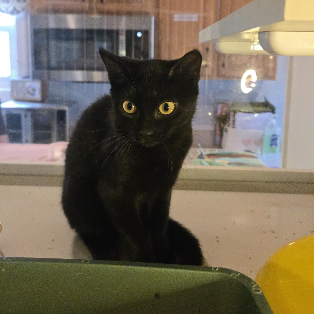 Enlarge Chip, a Adoptable Domestic Short Hair in Salisbury, MA image 2/4