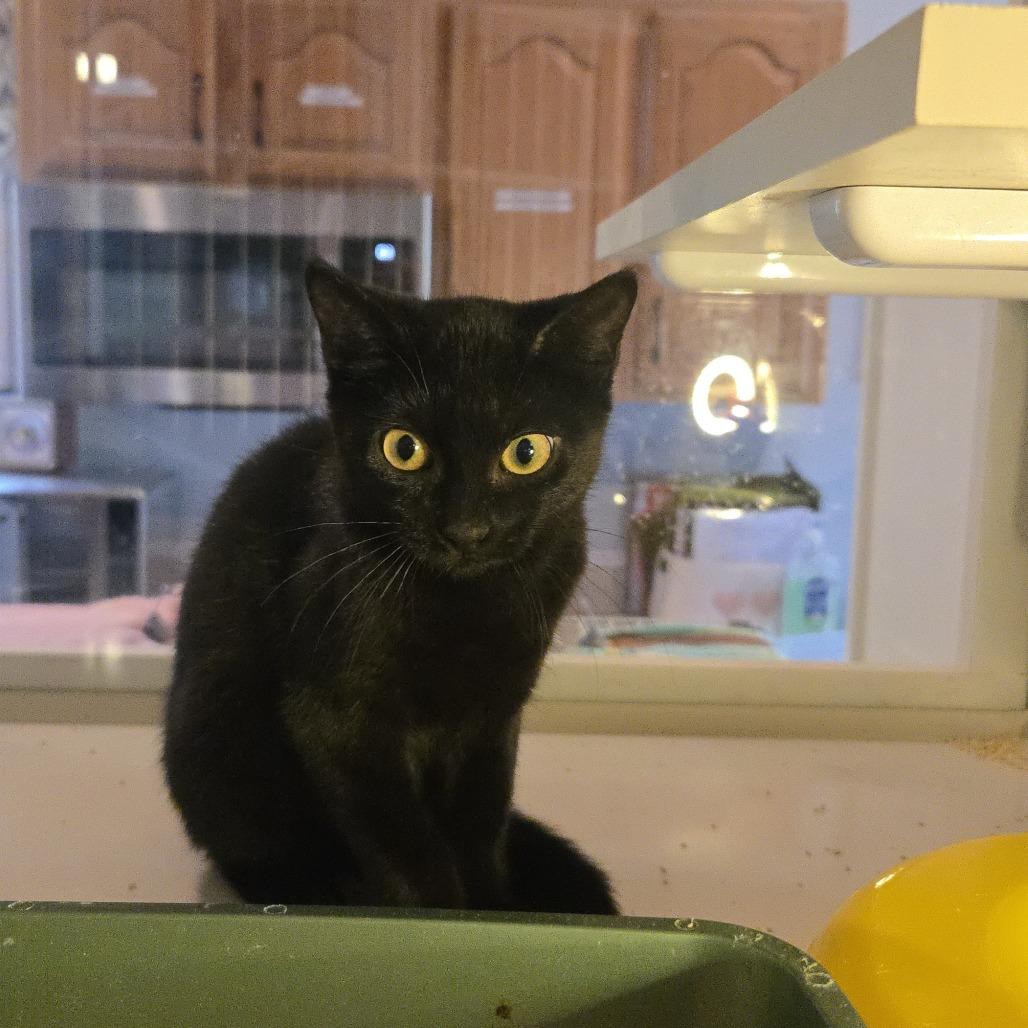 Enlarge Chip, a Adoptable Domestic Short Hair in Salisbury, MA image 3/4