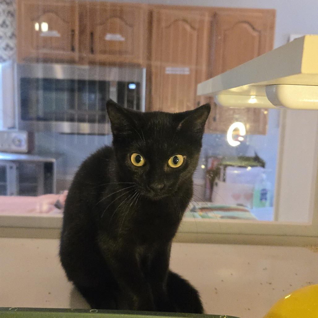Enlarge Chip, a Adoptable Domestic Short Hair in Salisbury, MA image 4/4