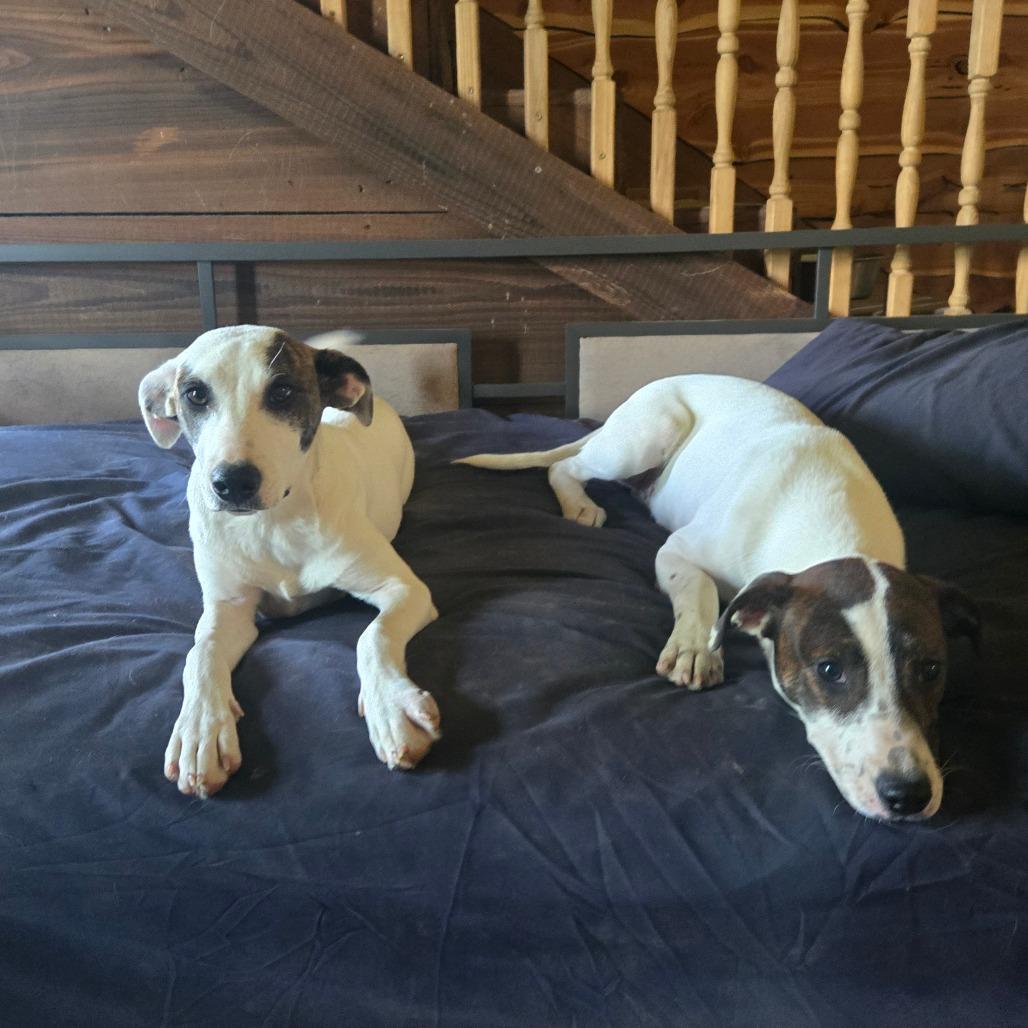 Clover, Adoptable, Young Female Hound & Cattle Dog.