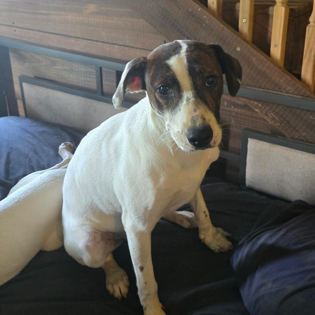 Enlarge Clover, a Adoptable mixed breed in Waggaman, LA image 2/4