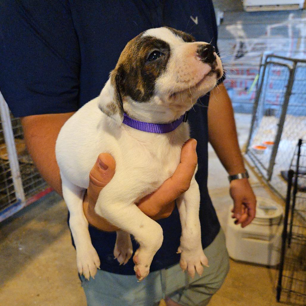 Clover, Adoptable, Puppy Female Hound & Cattle Dog.