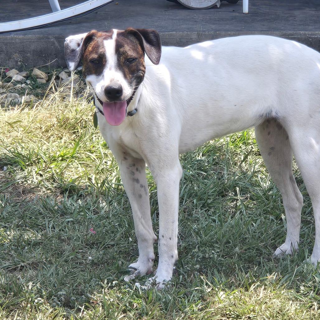 Clover, a Adoptable mixed breed in Waggaman, LA image 5/6