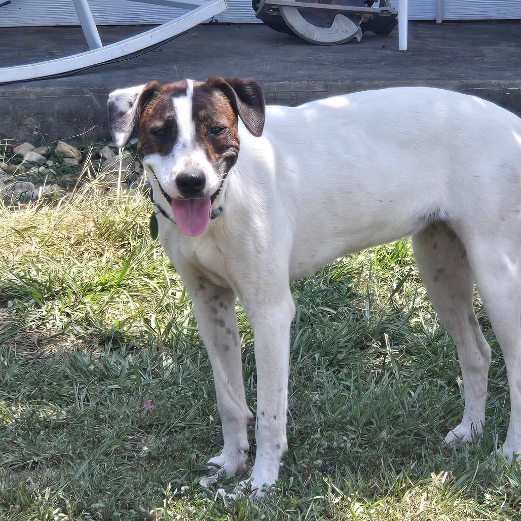 Clover, a Adoptable mixed breed in Waggaman, LA image 6/6