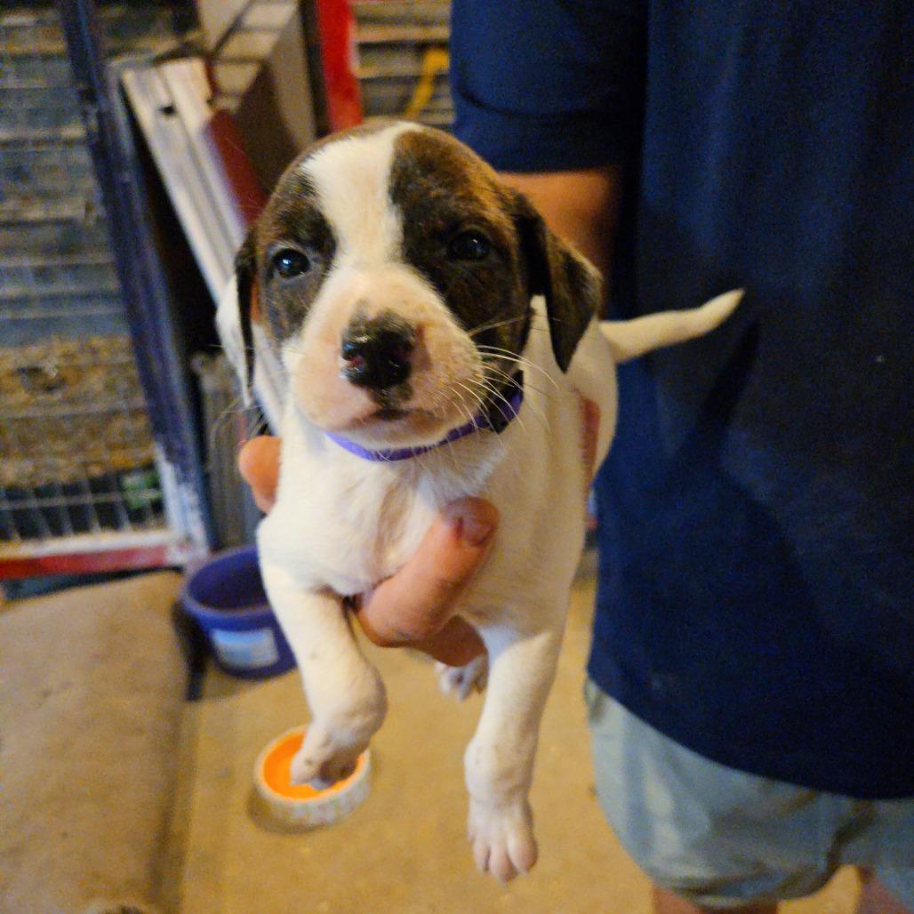 Clover, a Adoptable mixed breed in Waggaman, LA image 2/2