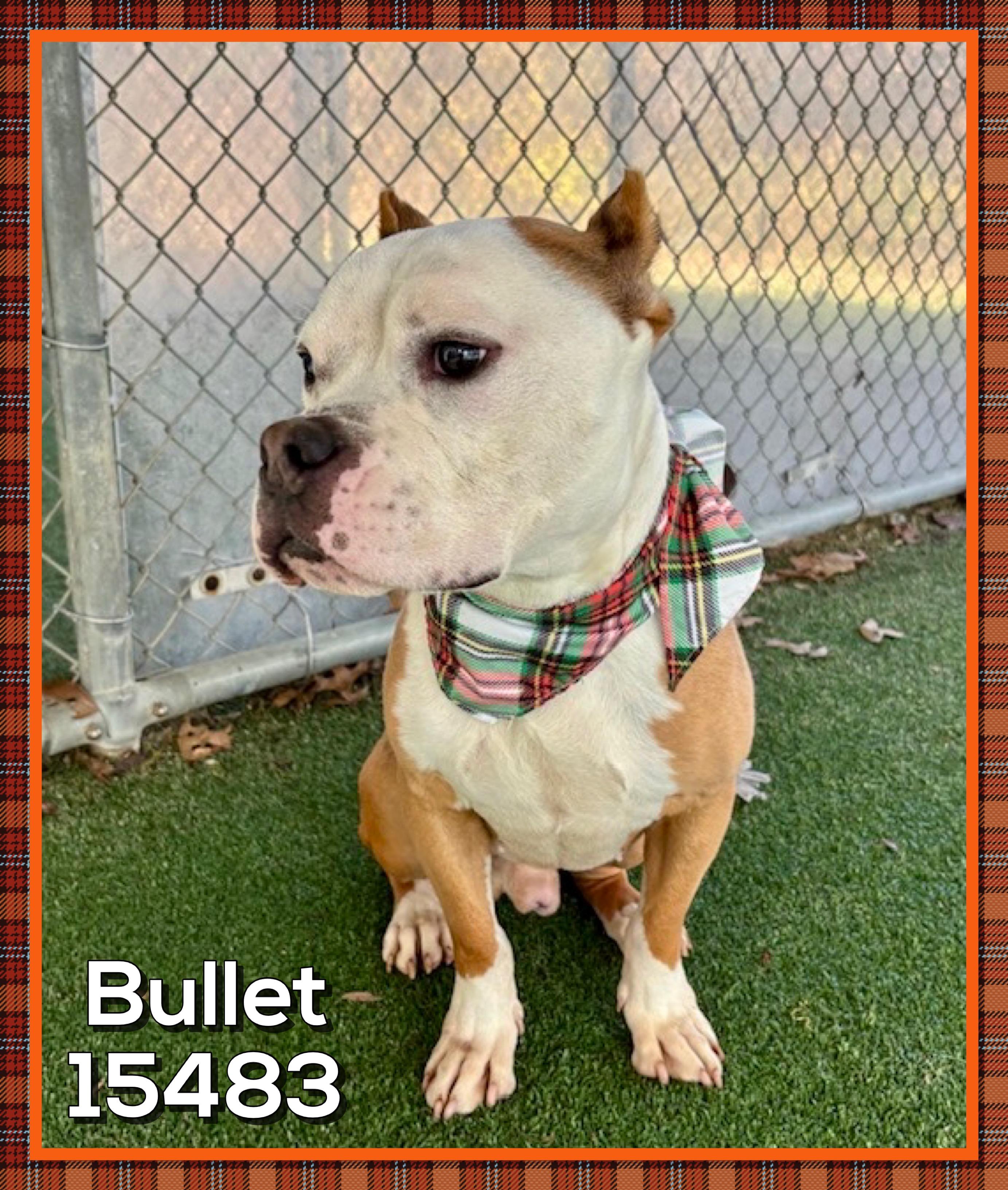 BULLET, adoptable, Adult Male American Bully.