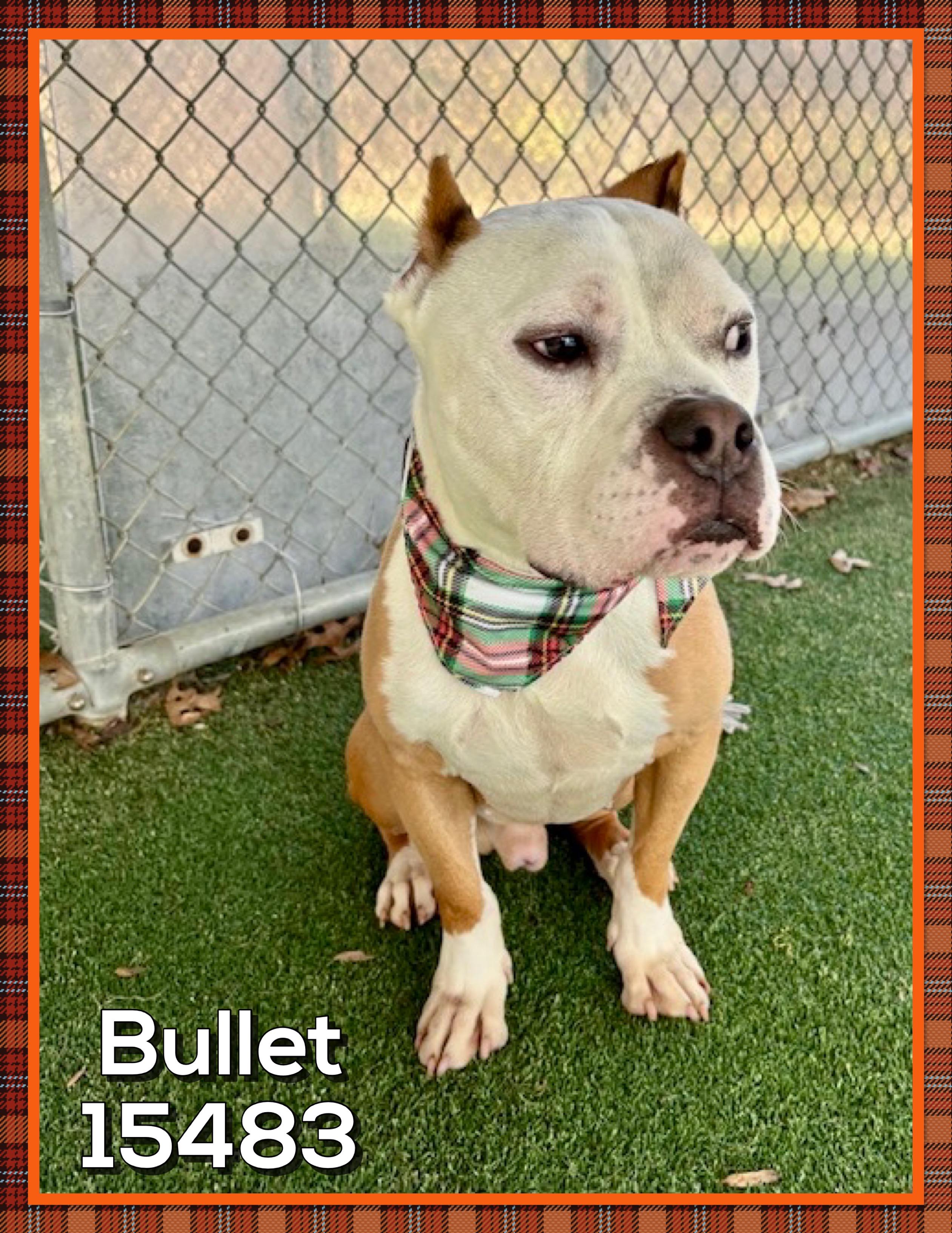 Enlarge BULLET, an adoptable mixed breed in Marietta, GA image 2/5