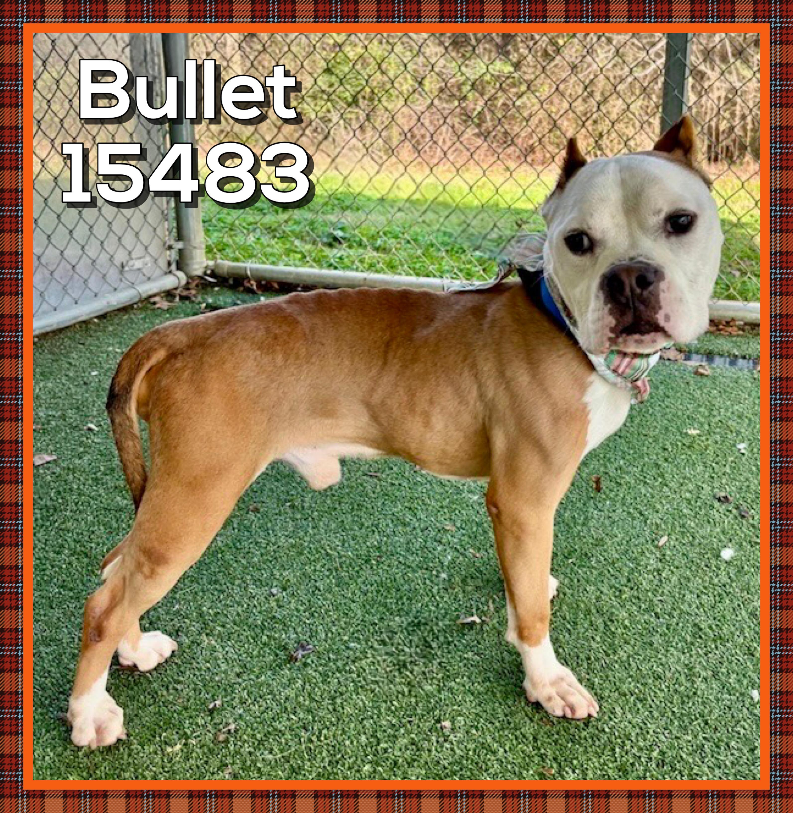 Enlarge BULLET, an adoptable mixed breed in Marietta, GA image 3/5