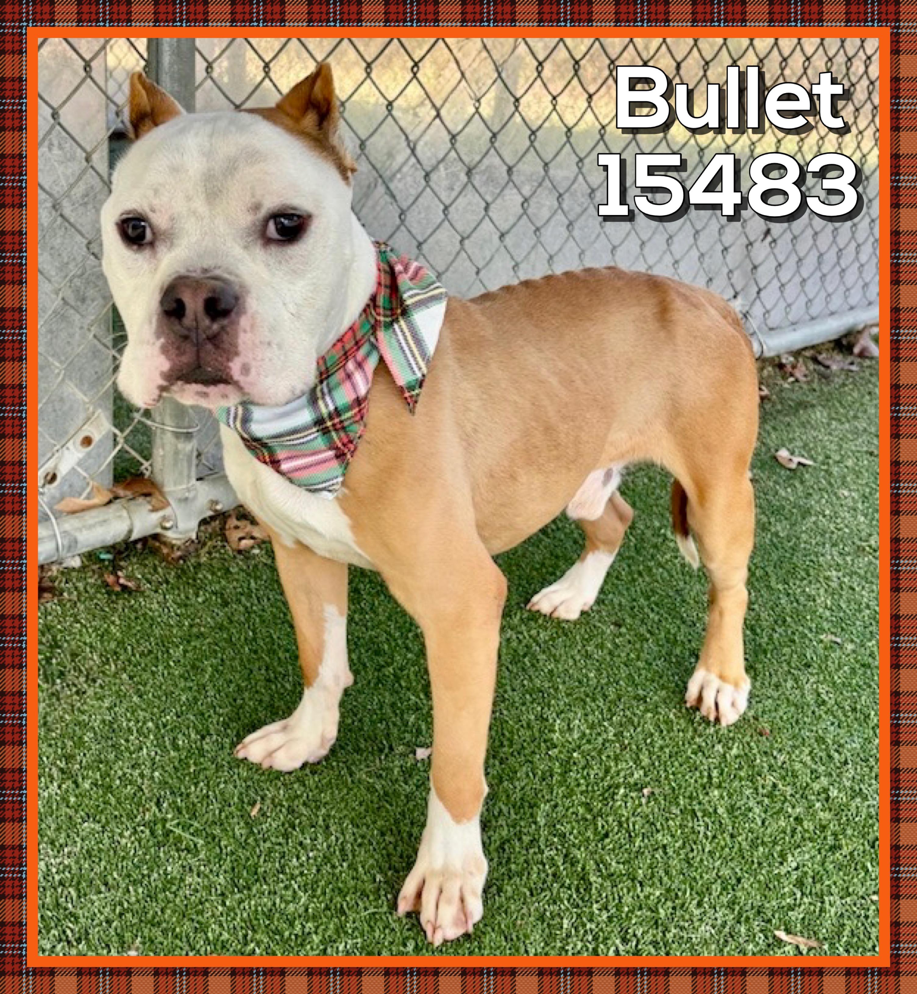 Enlarge BULLET, an adoptable mixed breed in Marietta, GA image 4/5