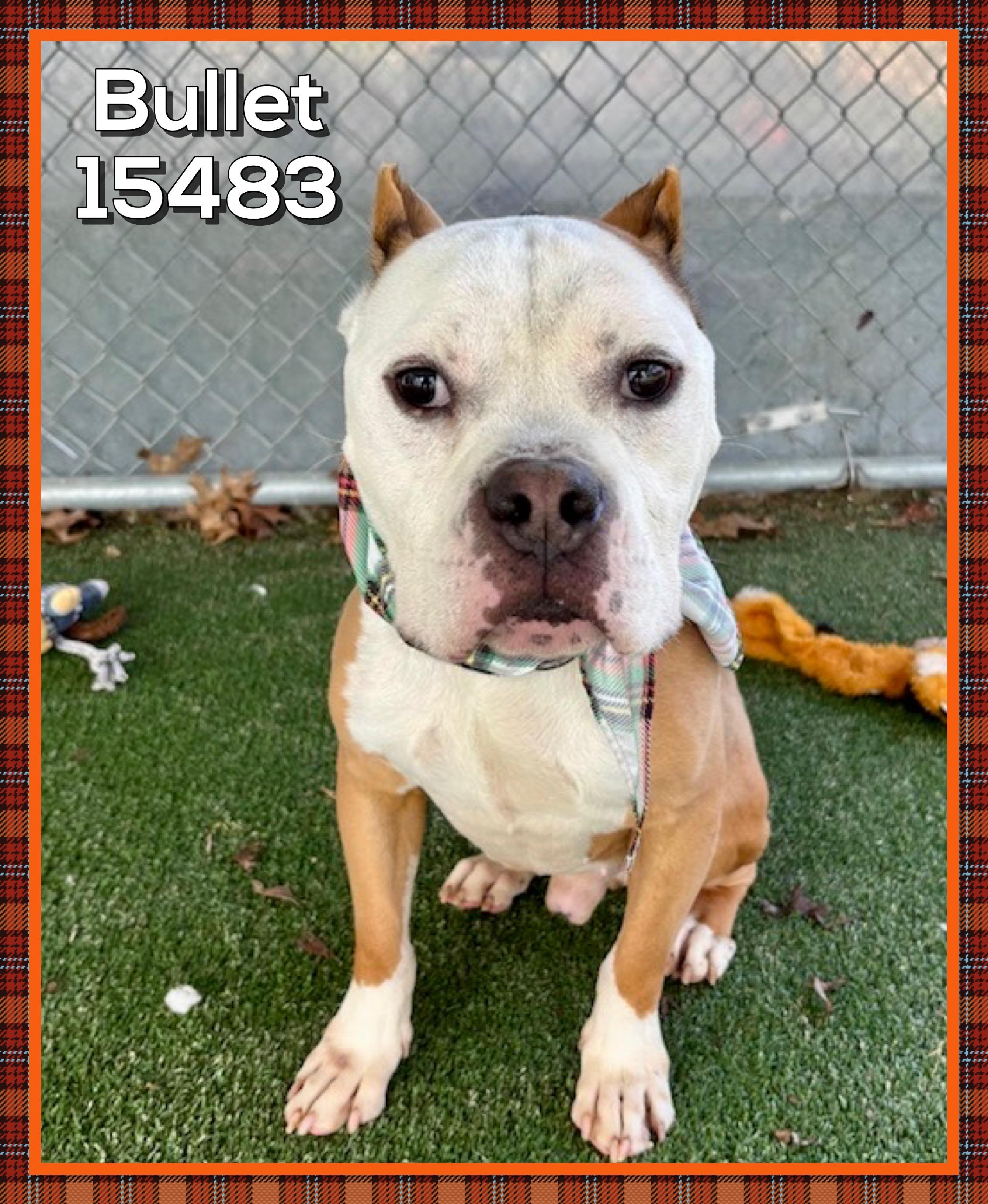 Enlarge BULLET, an adoptable mixed breed in Marietta, GA image 5/5