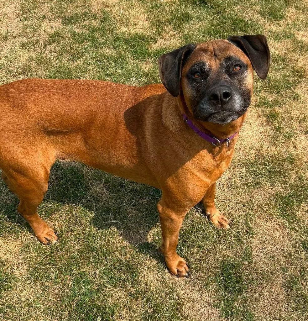 Rex, Adoptable, Adult Male Mixed Breed.