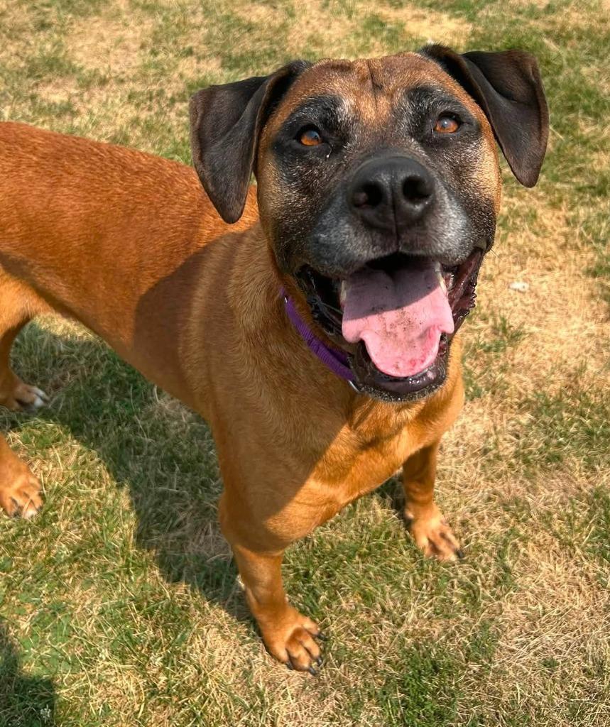 Enlarge Rex, a Adoptable mixed breed in Warren, MI image 3/6